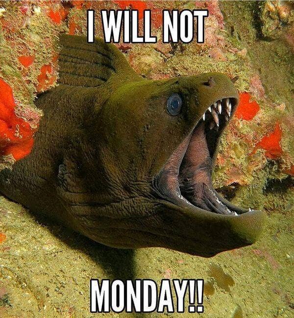 I will not Monday!!