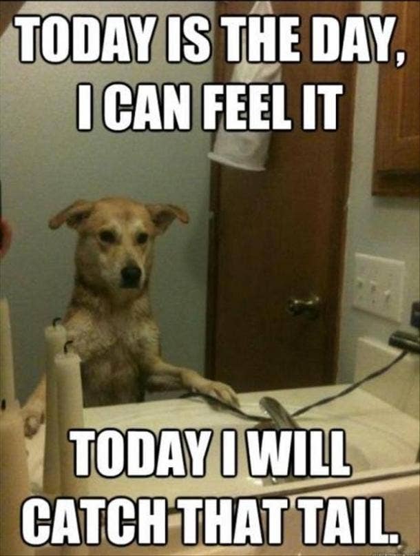 39 You Re Amazing Memes To Motivate Energize You Yourtango