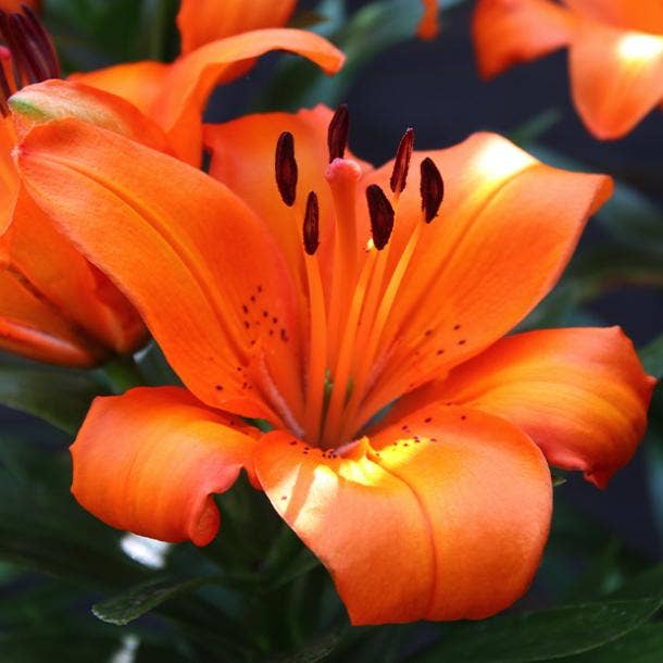 orange lily flowers with negative meanings