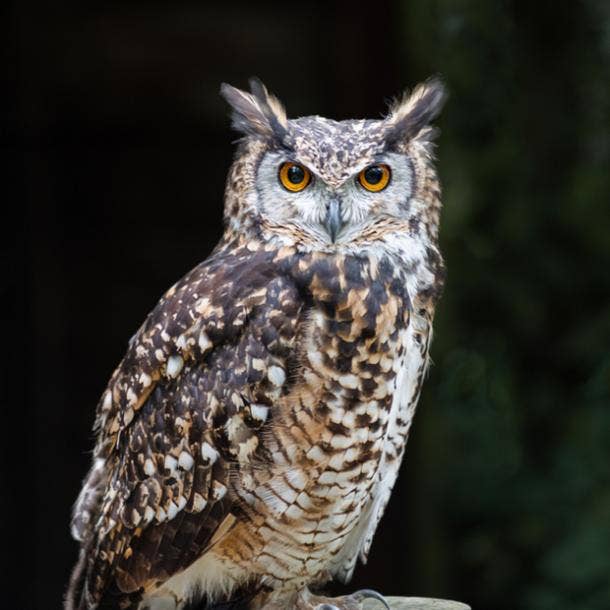 owl bird meanings