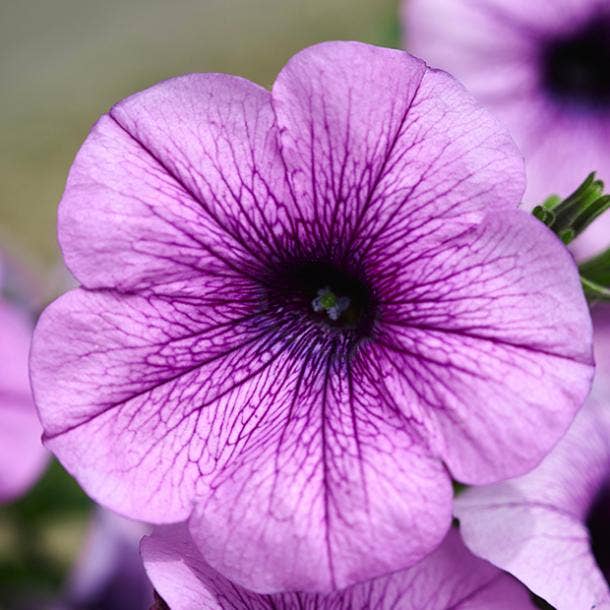 petunia flowers with negative meanings