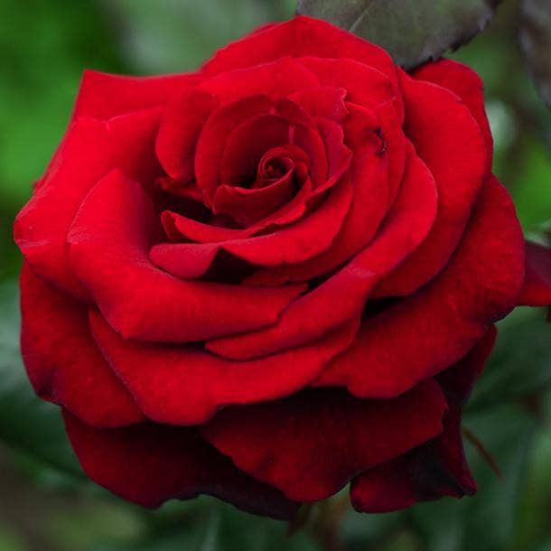 red rose flowers with negative meanings 