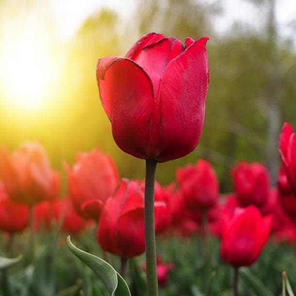 red tulip flowers with negative meanings