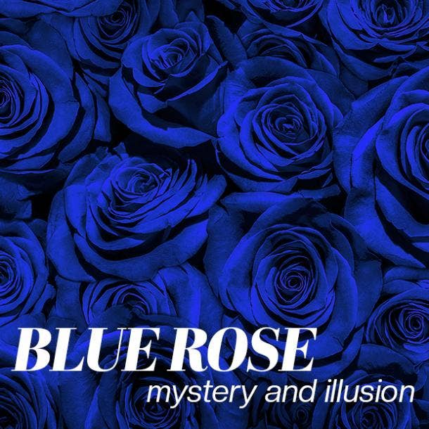 blue rose color meaning