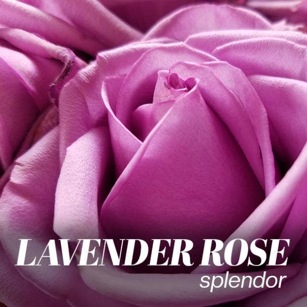 lavender rose color meaning