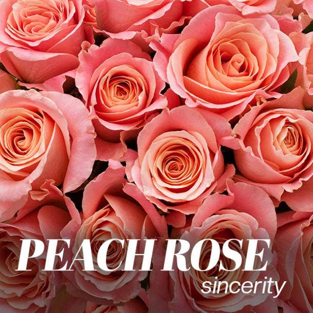 peach rose color meaning