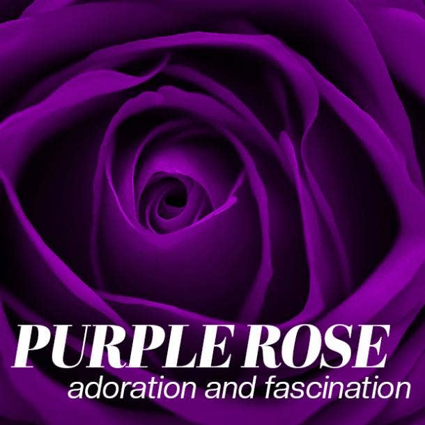 purple rose color meaning