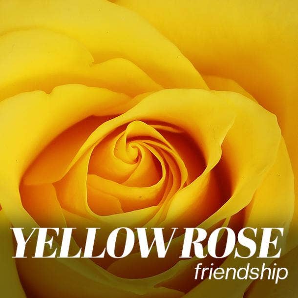 yellow rose color meaning