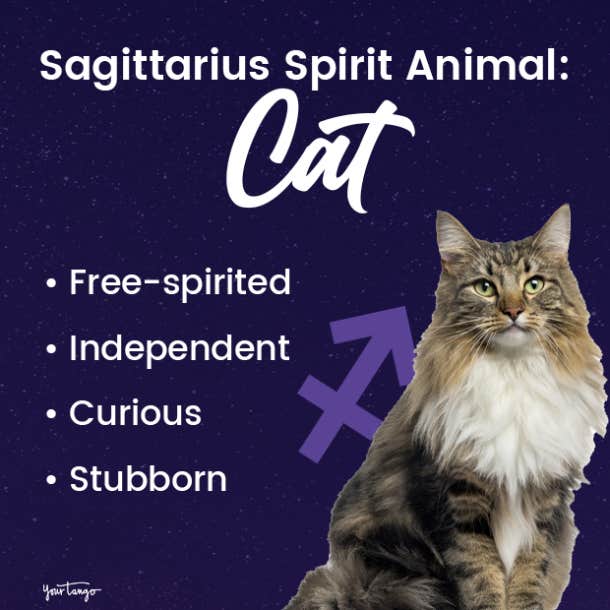 sagittarius spirit animal cat