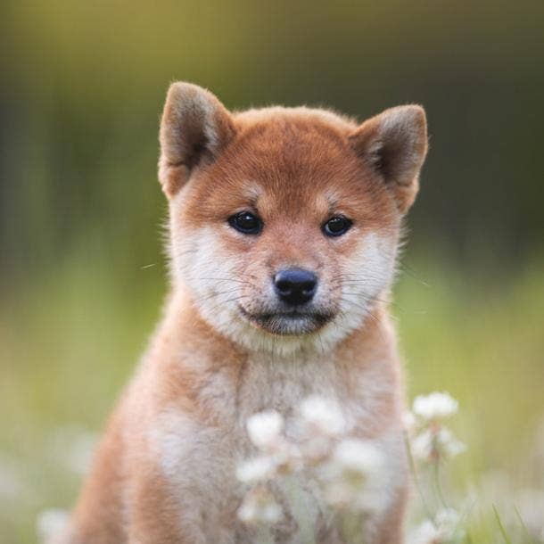 shiba inu cutest dog breed