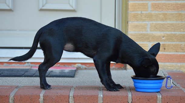 silicone collapsible portable dog bowl