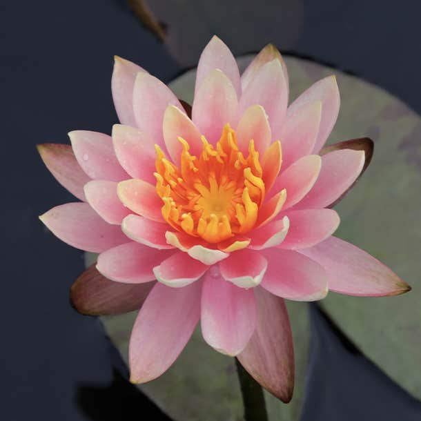 symbols of strength lotus flower