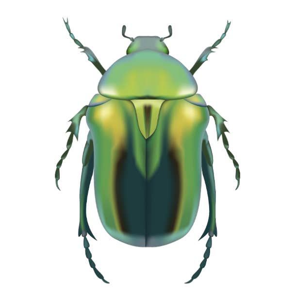 symbols of strength scarab beetle
