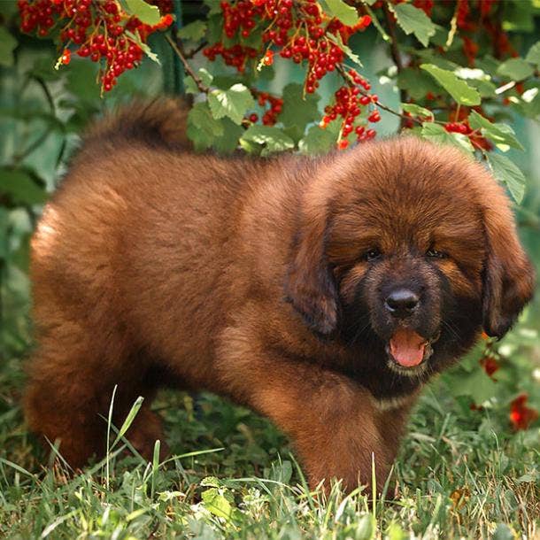 tibetan mastiff puppy cutest dog breed