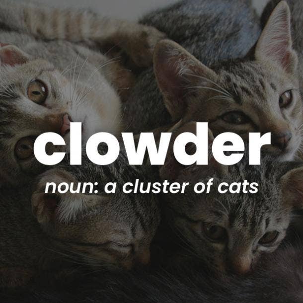 clowder rare words with beautiful meanings