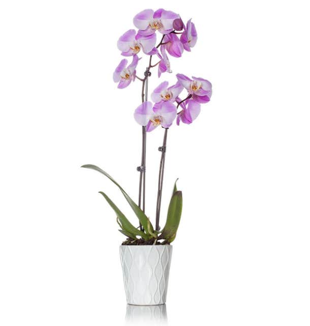 valentine day gifts for girlfriends orchid