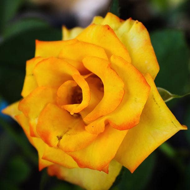 yellow rose flowers with negative meanings