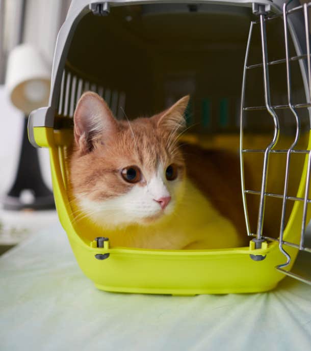 cat in a pet carrier