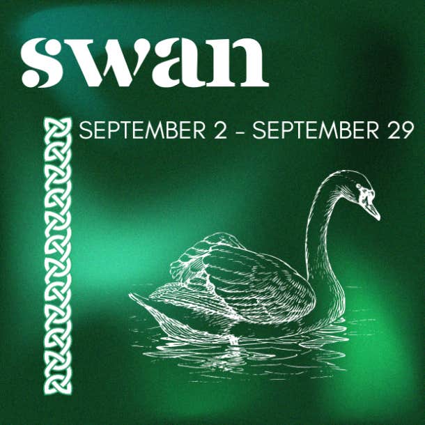 celtic animal zodiac sign swan