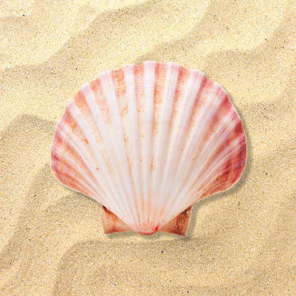 choose a shell personality test