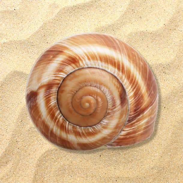 choose a shell personality test