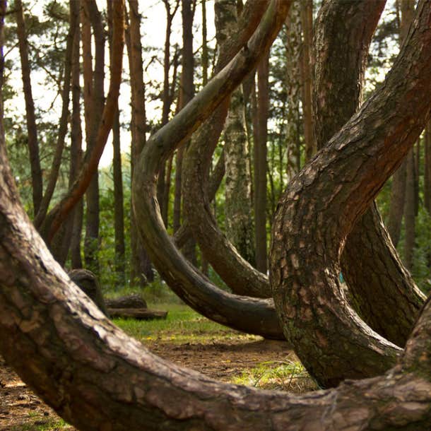 The Crooked Forest, Poland