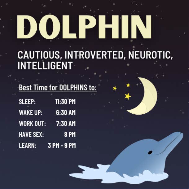 dolphin chronotype personality