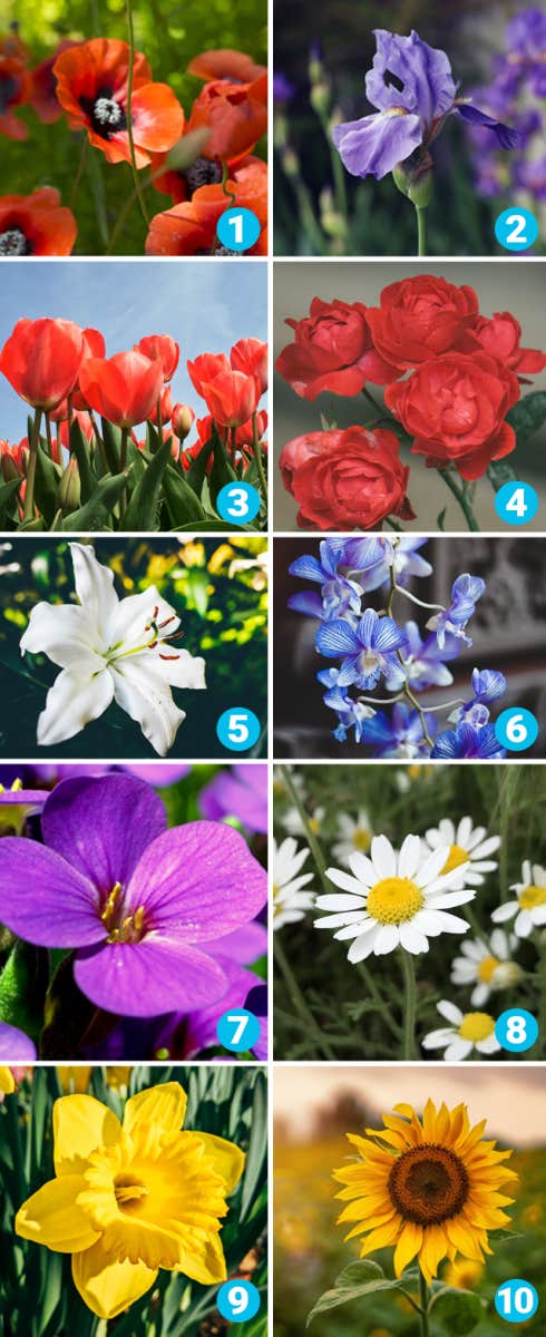 favorite flower quiz