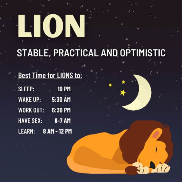 lion chronotype personality
