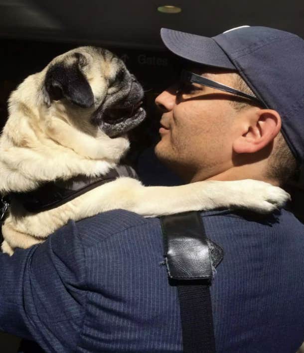 vintage pet rescue marc peralta pug shorty