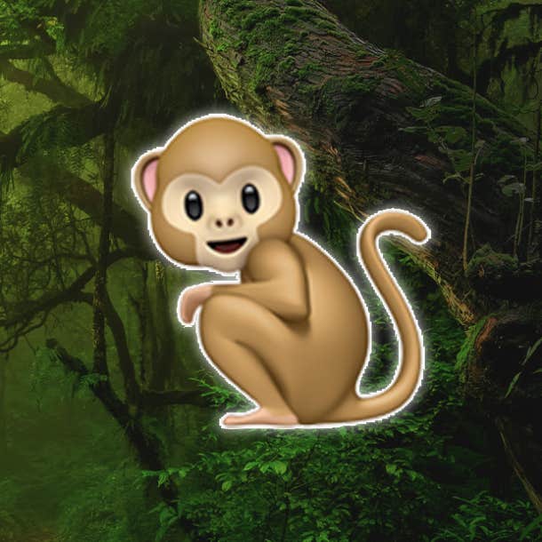 rainforest personality test monkey