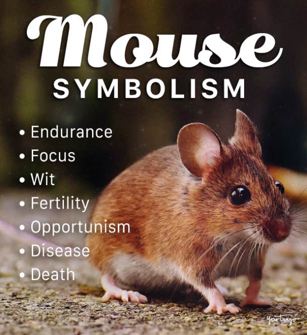 mouse symbolism totem animal spirit animal