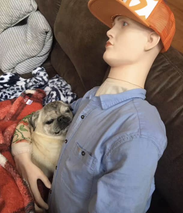 pug shorty leaning on farc mannequin