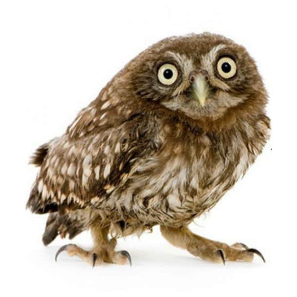 spirit animal personality test baby owl