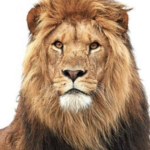 spirit animal personality test lion