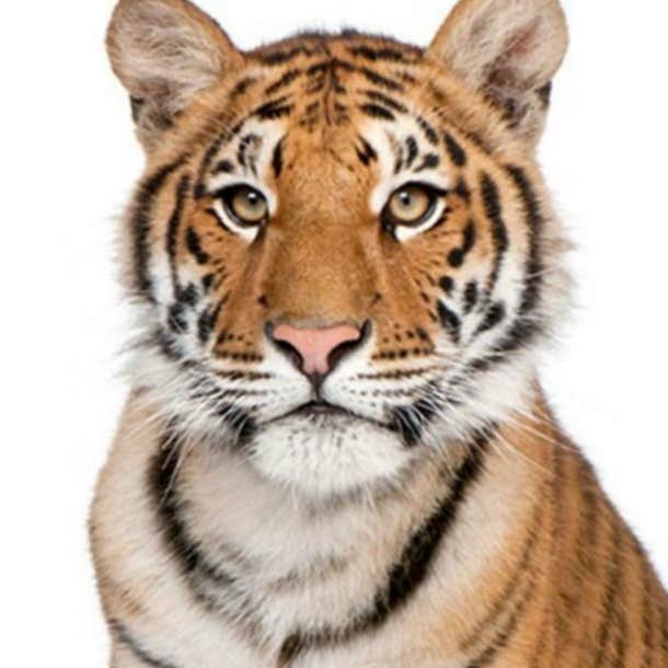 spirit animal personality test tiger