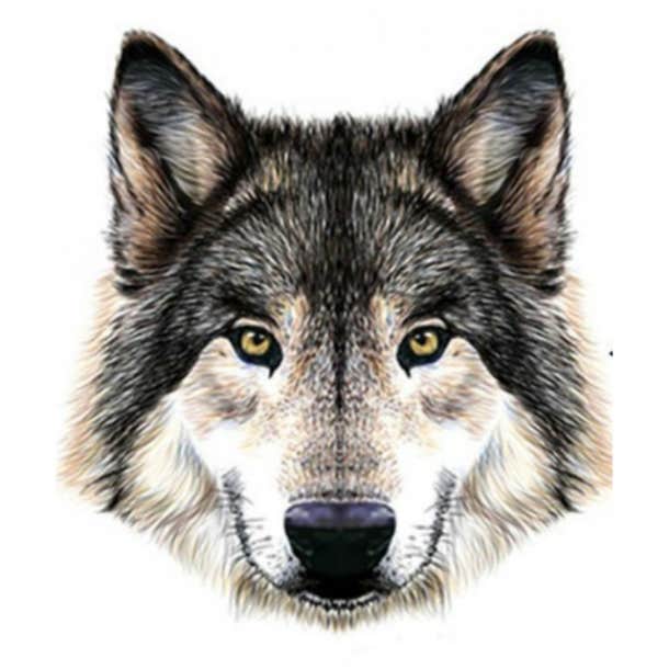 spirit animal personality test wolf 
