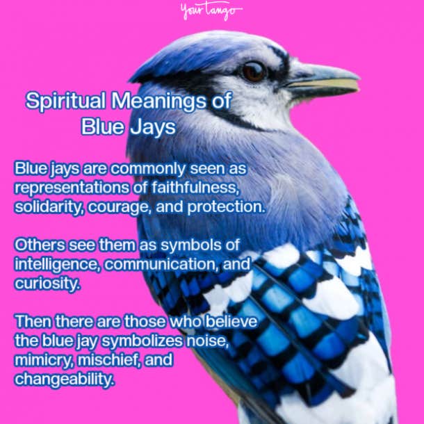 blue jay spiritual meanings