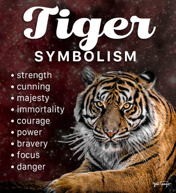 Tiger Symbolism & The Meaning Of A Tiger Spirit Animal | YourTango