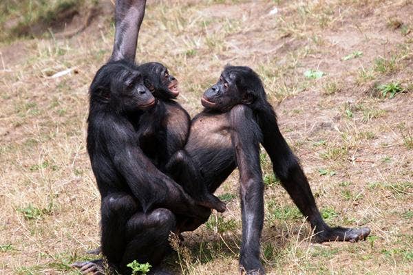 Bonobos