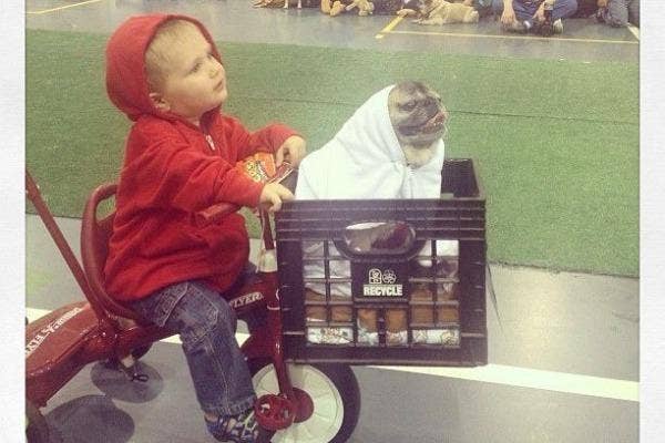 halloween costumes dogs kids