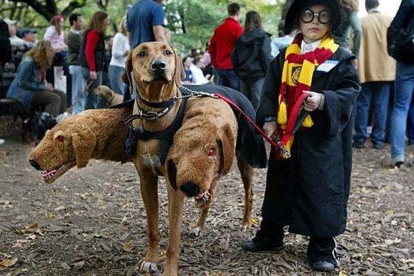 halloween costumes dogs kids