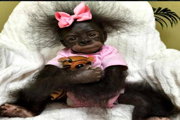 Monkey baby one.