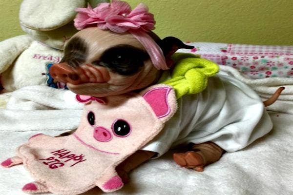 Pig with a bib.