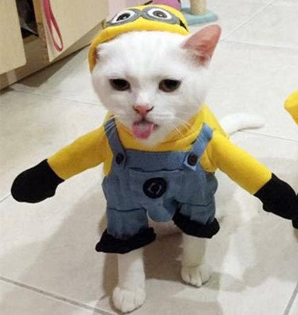 Cute Cat Halloween Costume