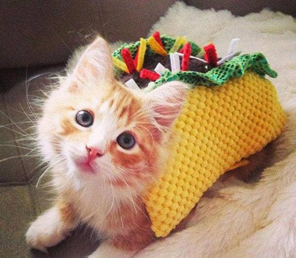 Cute Cat Halloween Costume