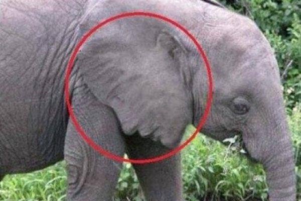 Grey elephant with face on its ear.