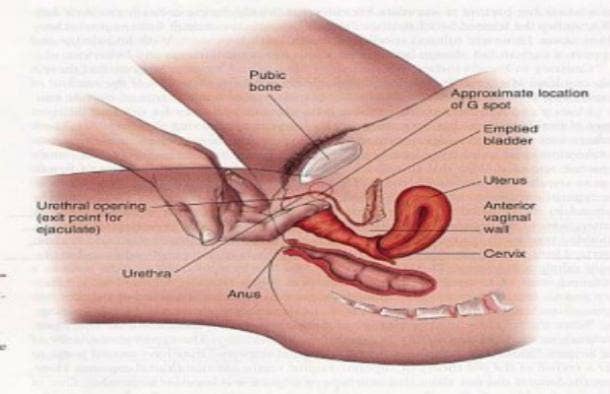 How To Use A Sex Toy To Give A Woman G Spot And Squirting