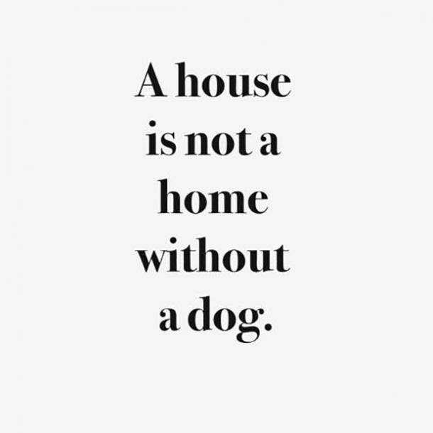 <strong>They're always there to greet you at door when you come home.</strong> Dogs Are A Woman's Best Friend Quotes