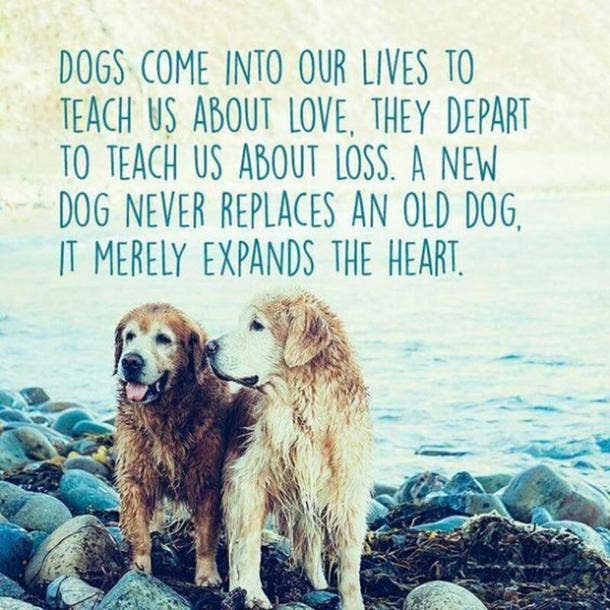 20 Quotes That Prove Dogs Are Truly Wo Man S Best Friend Yourtango